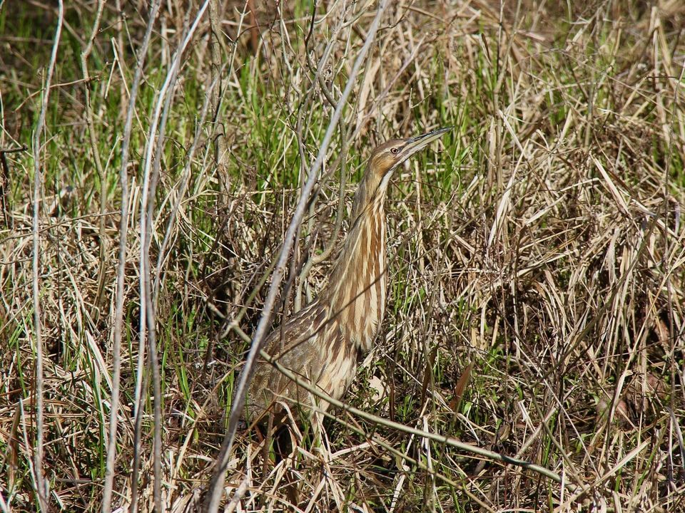 American Bittern by Greg Schechter, CC BY 2.0